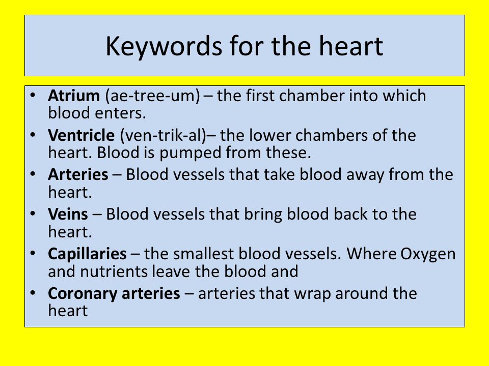 Keywords for the heart Atrium (ae-tree-um) – the first chamber into which blood enters.