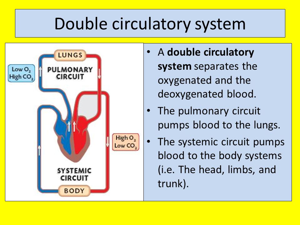Double circulatory system