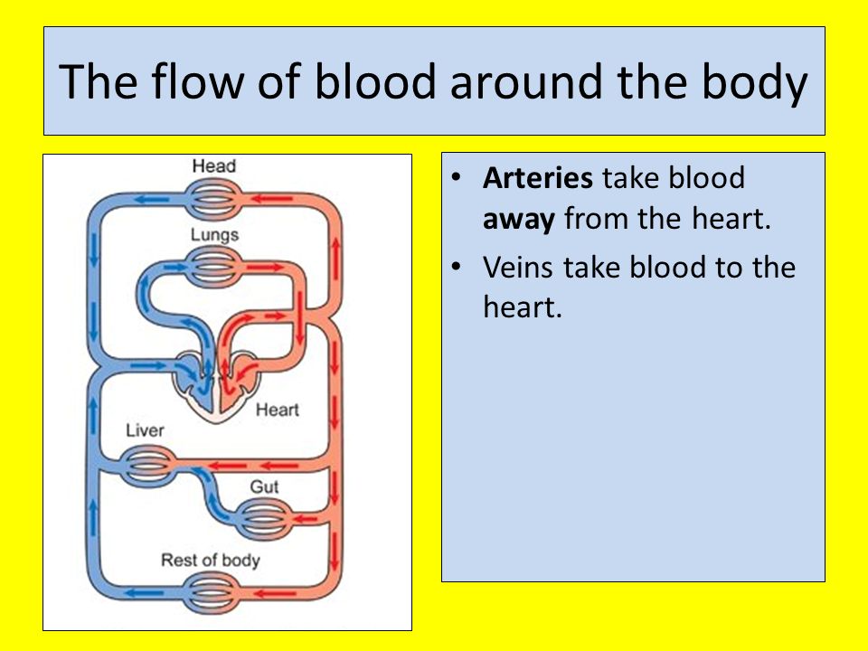 The flow of blood around the body