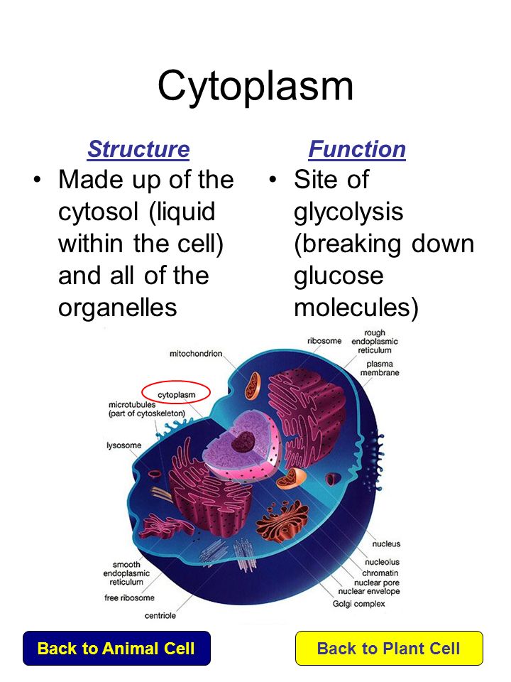 structure description glucose of to its the about organelle Click on each name learn structure description glucose of to its the about organelle Click on each name learn