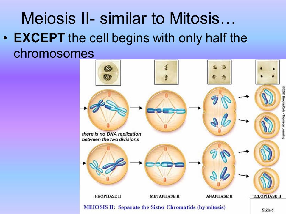 Meiosis II- similar to Mitosis. 