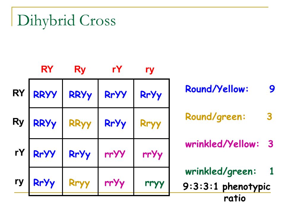 Genetics Chapter Ppt Video Online Download