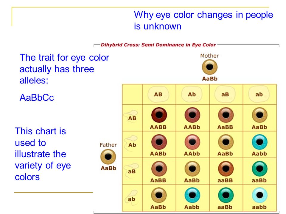 Genetic Traits Eye Color Chart