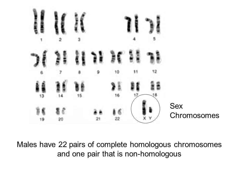 Появление дополнительной хромосомы. Нормальный кариотип человека 46 хромосом. Мужской кариотип 46 XY. 46,XY нормальный мужской кариотип. Хромосомная карта кариотип.