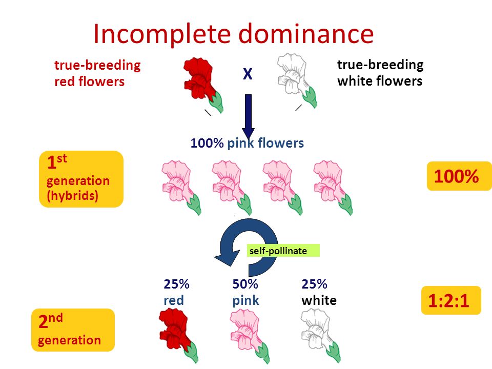 Incomplete dominance 1st 100% 1:2:1 2nd X true-breeding red flowers.