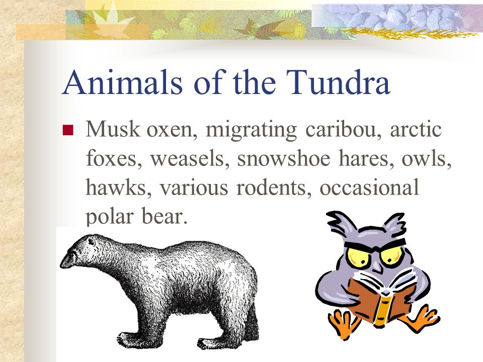 Animals of the Tundra Musk oxen, migrating caribou, arctic foxes, weasels, snowshoe hares, owls, hawks, various rodents, occasional polar bear.