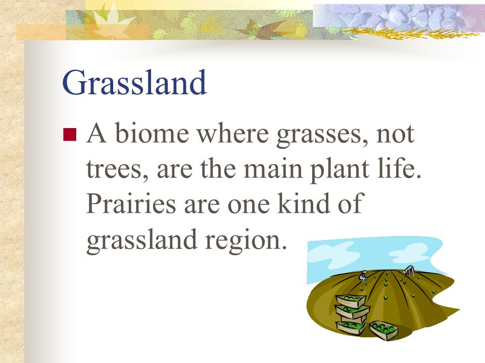 Grassland A biome where grasses, not trees, are the main plant life.
