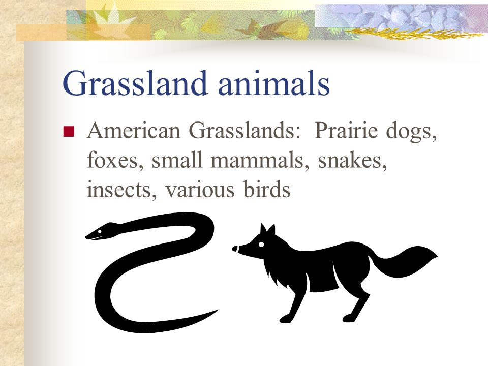 Grassland animals American Grasslands: Prairie dogs, foxes, small mammals, snakes, insects, various birds.