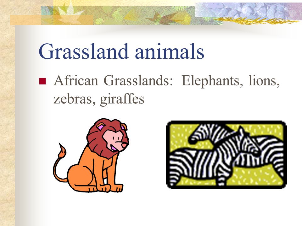Grassland animals African Grasslands: Elephants, lions, zebras, giraffes