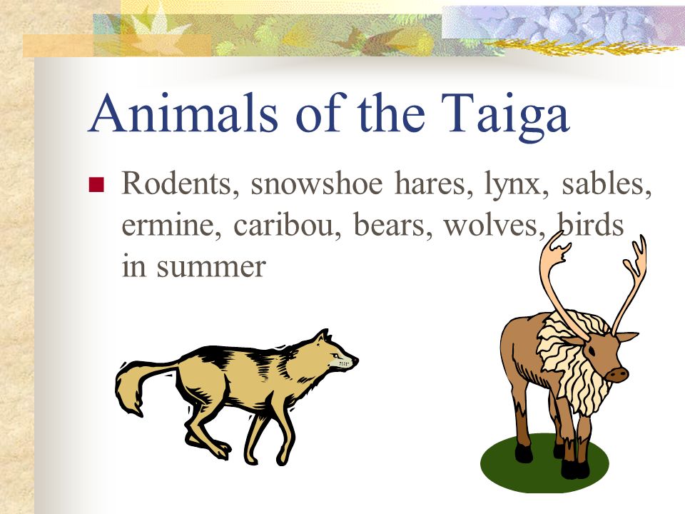 Animals of the Taiga Rodents, snowshoe hares, lynx, sables, ermine, caribou, bears, wolves, birds in summer.