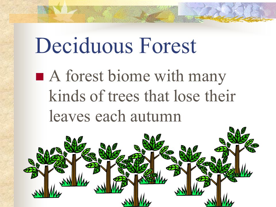 Deciduous Forest A forest biome with many kinds of trees that lose their leaves each autumn