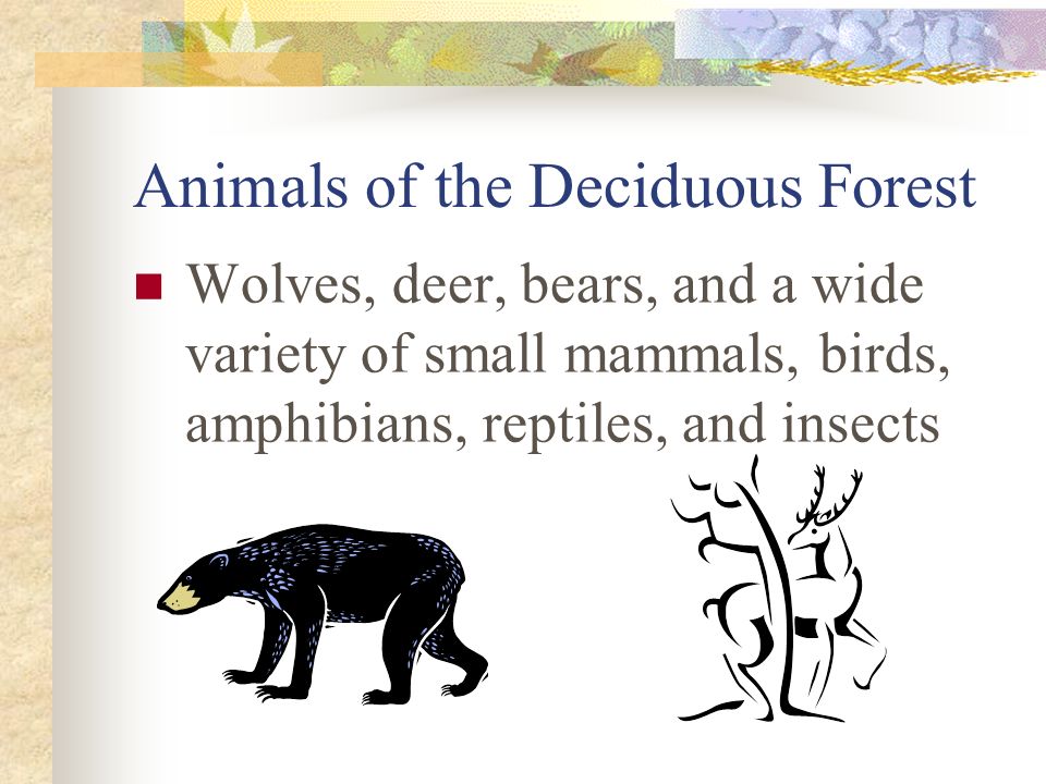 Animals of the Deciduous Forest