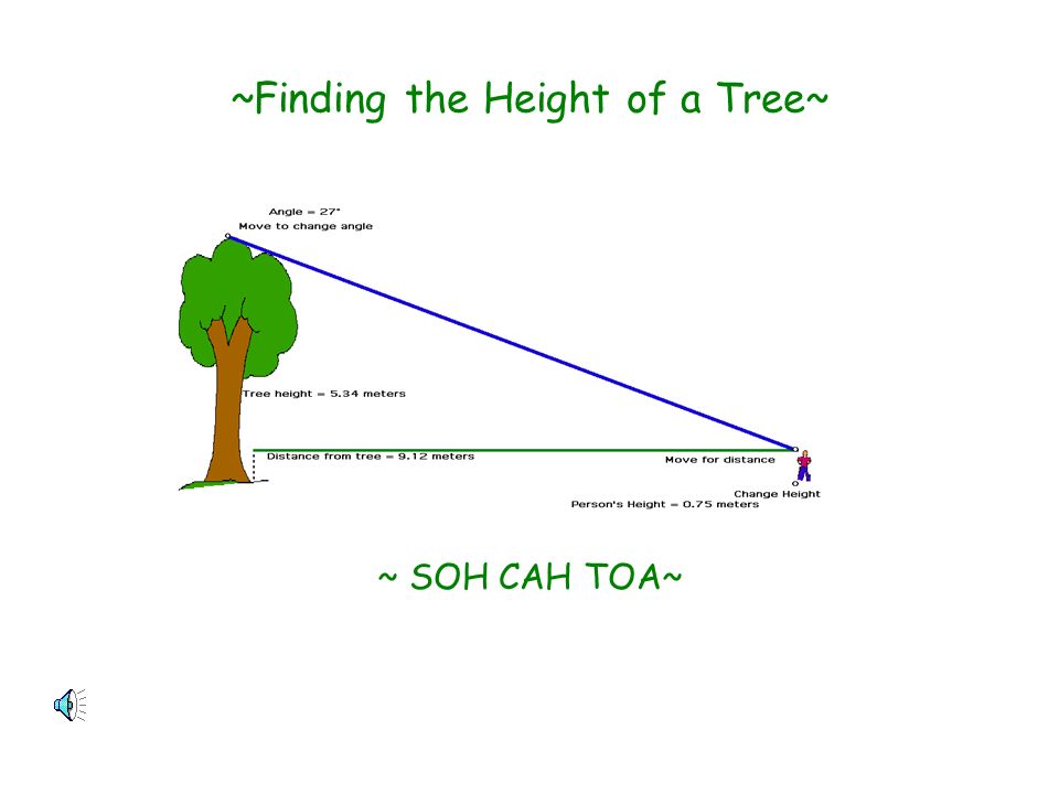 ~Finding the Height of a Tree~