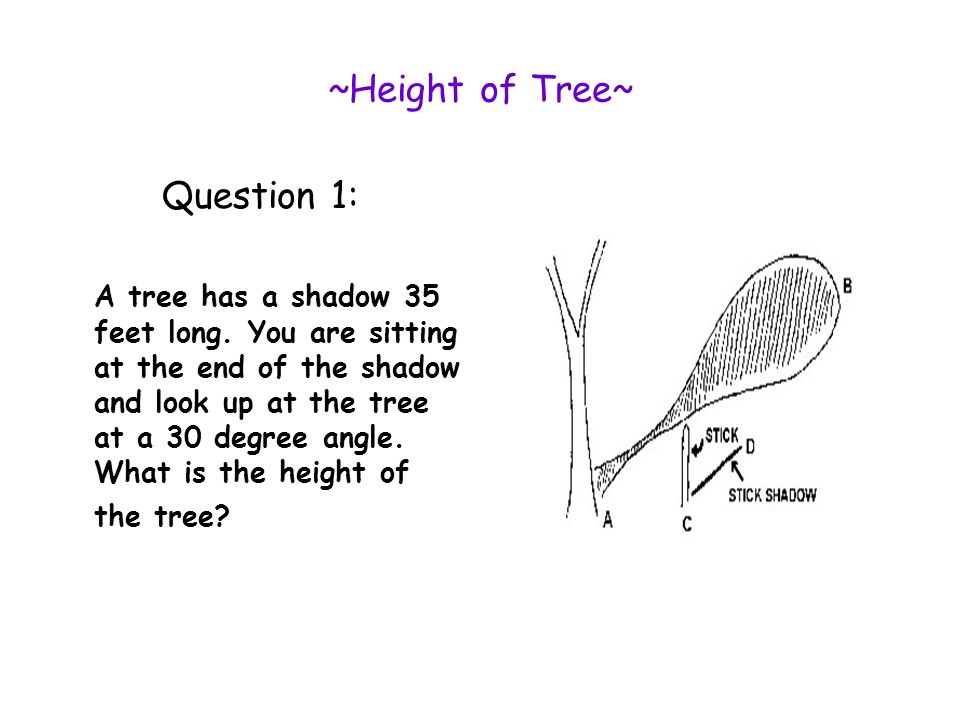 ~Height of Tree~ Question 1: