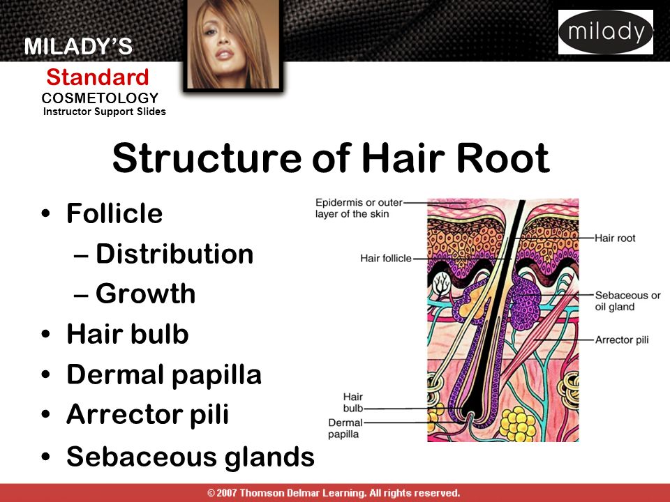 Properties of the Hair and Scalp - ppt download
