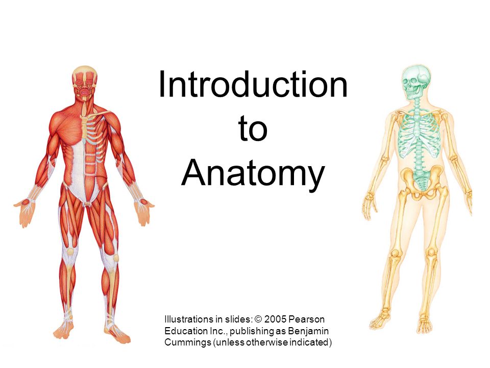 Анатомия падения оскар. Anatomy terminology. Fall guys анатомия. Anatomy Latin. Thv1 анатомия.
