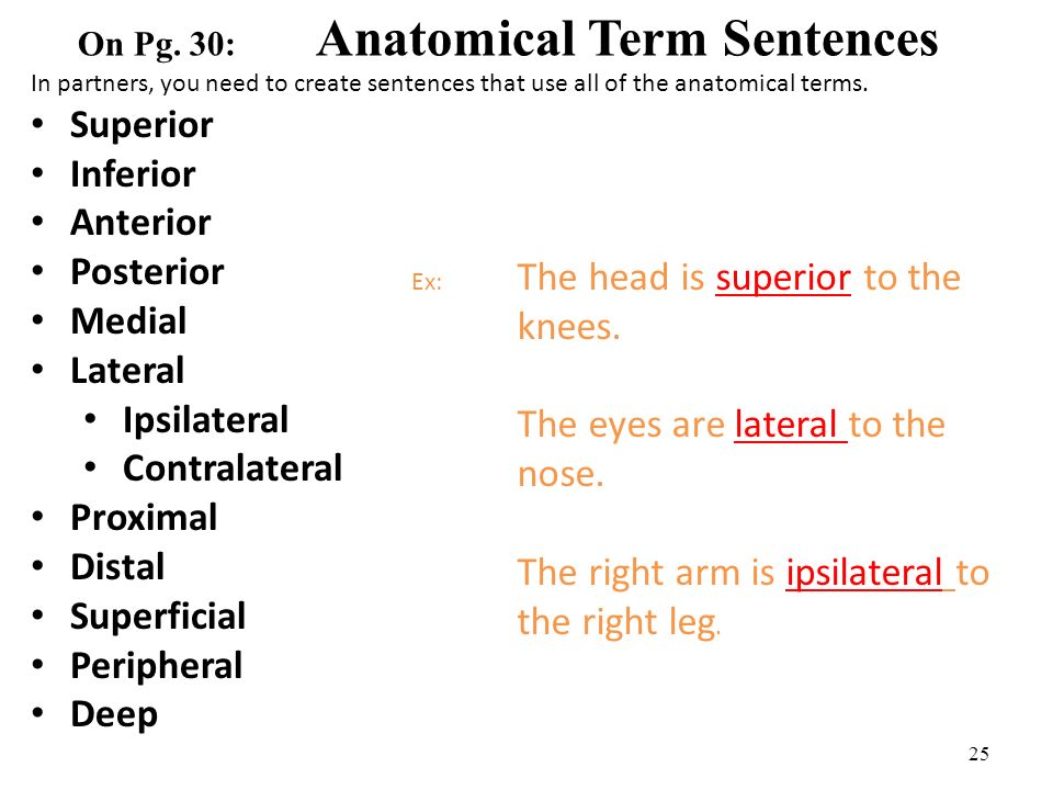Ch 1 Anatomical Terminology Ppt Video Online Download Ck 1 69892 there is no reason for you to feel. ch 1 anatomical terminology ppt