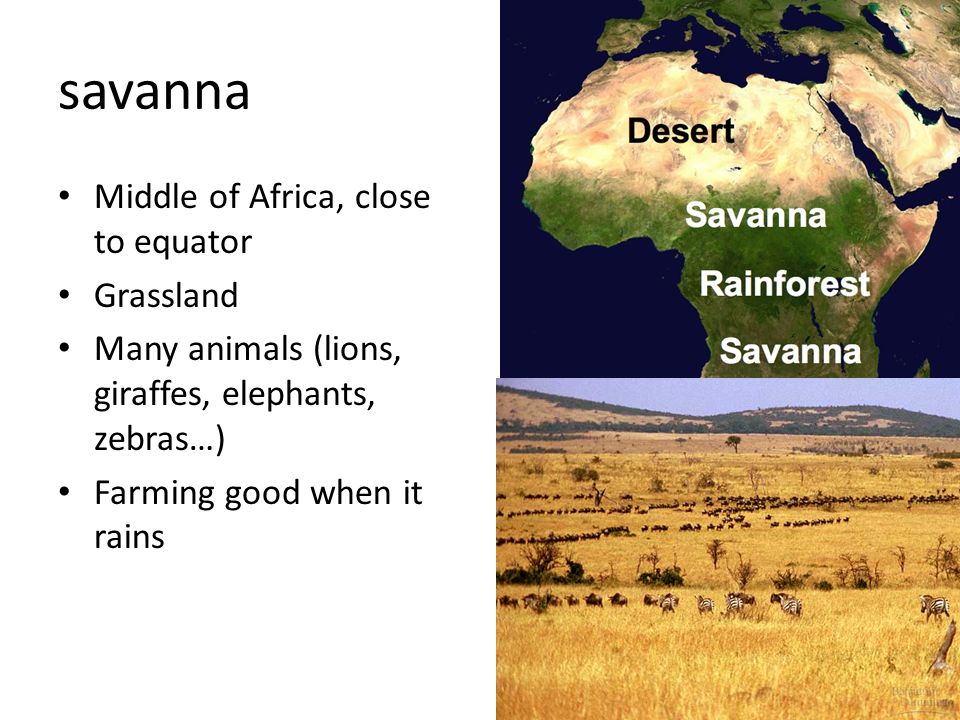 savanna Middle of Africa, close to equator Grassland