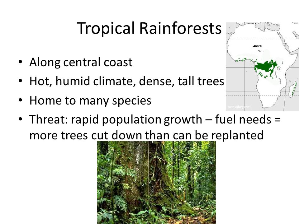 Tropical Rainforests Along central coast