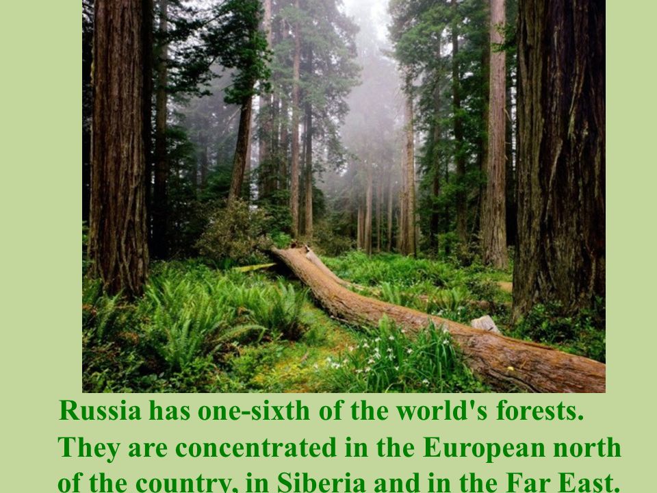 Russia has one-sixth of the world s forests