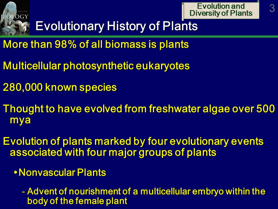 Evolutionary History of Plants