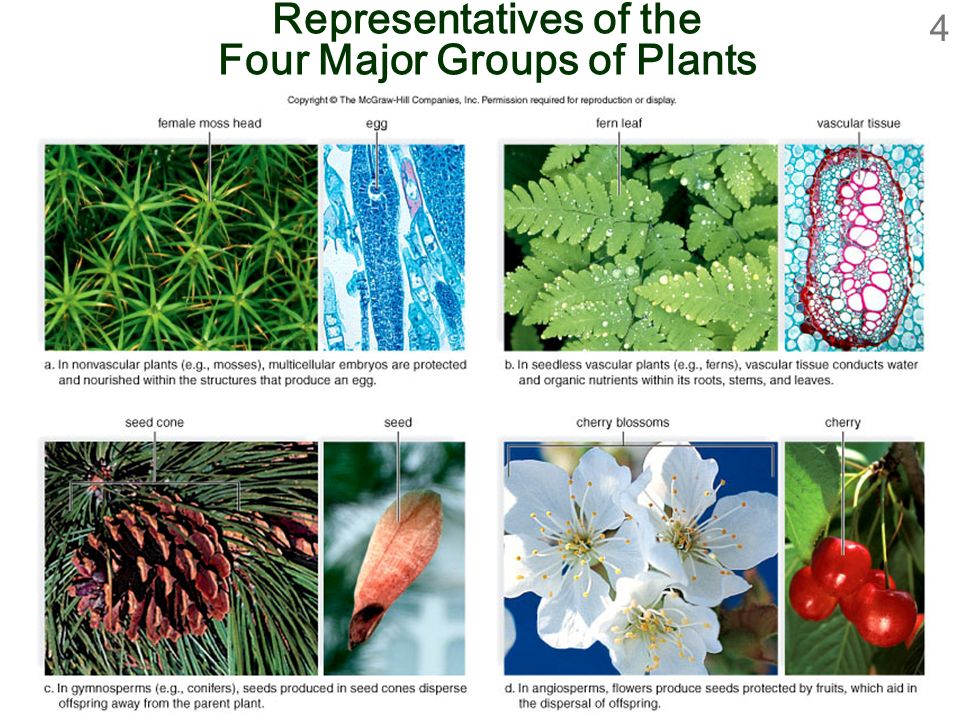 Representatives of the Four Major Groups of Plants
