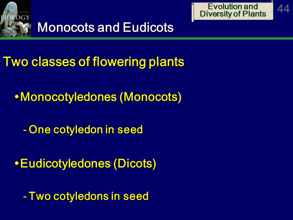 Two classes of flowering plants