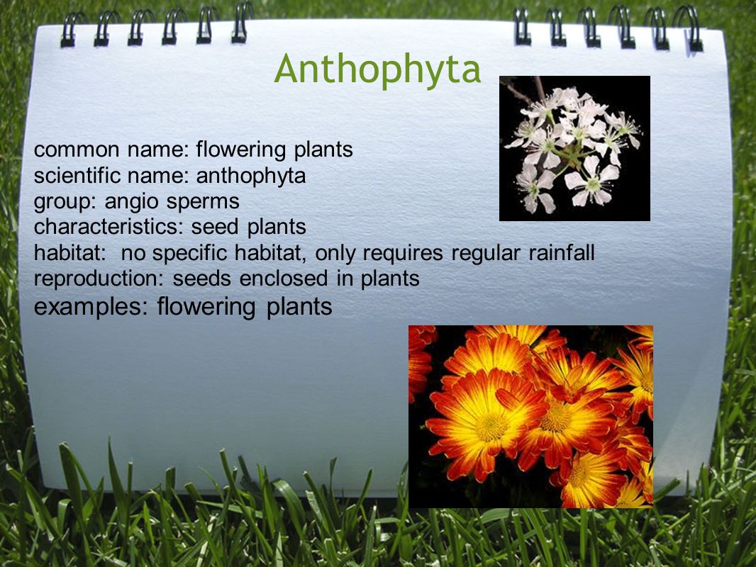 Plantae Examples With Scientific Names