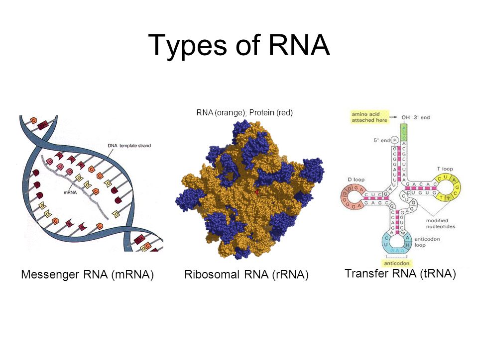 Рнк термин. РНК. Форма РНК. Типы РНК. Структура РНК.