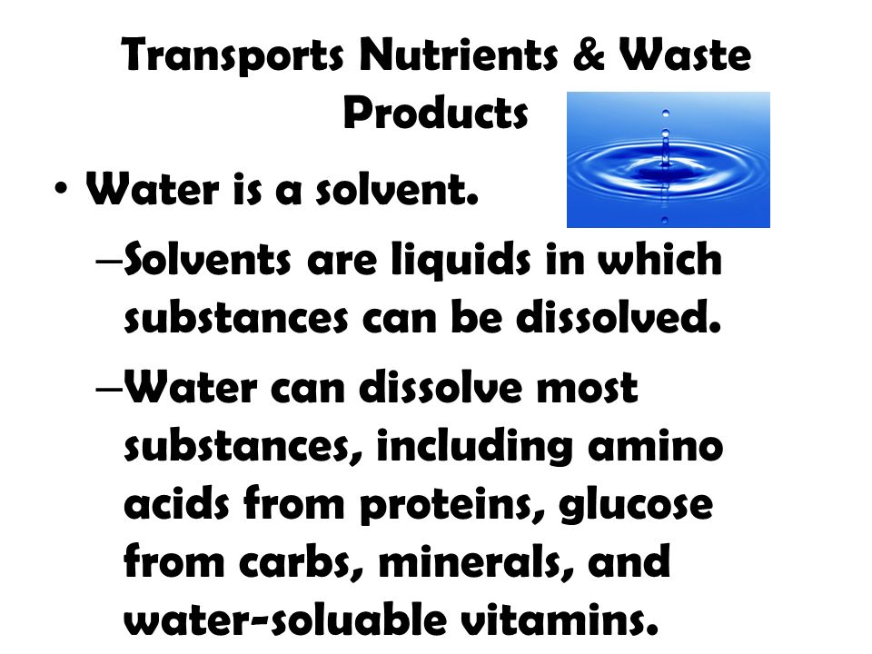 Transports Nutrients & Waste Products