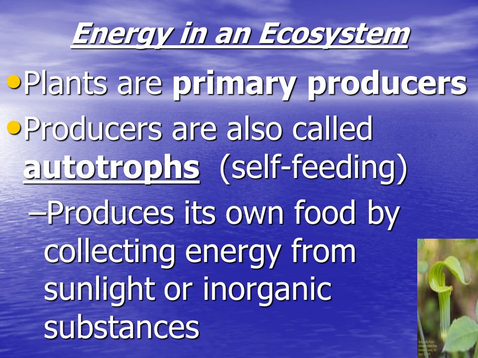 Plants are primary producers