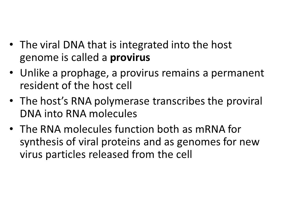 The viral DNA that is integrated into the host genome is called a provirus
