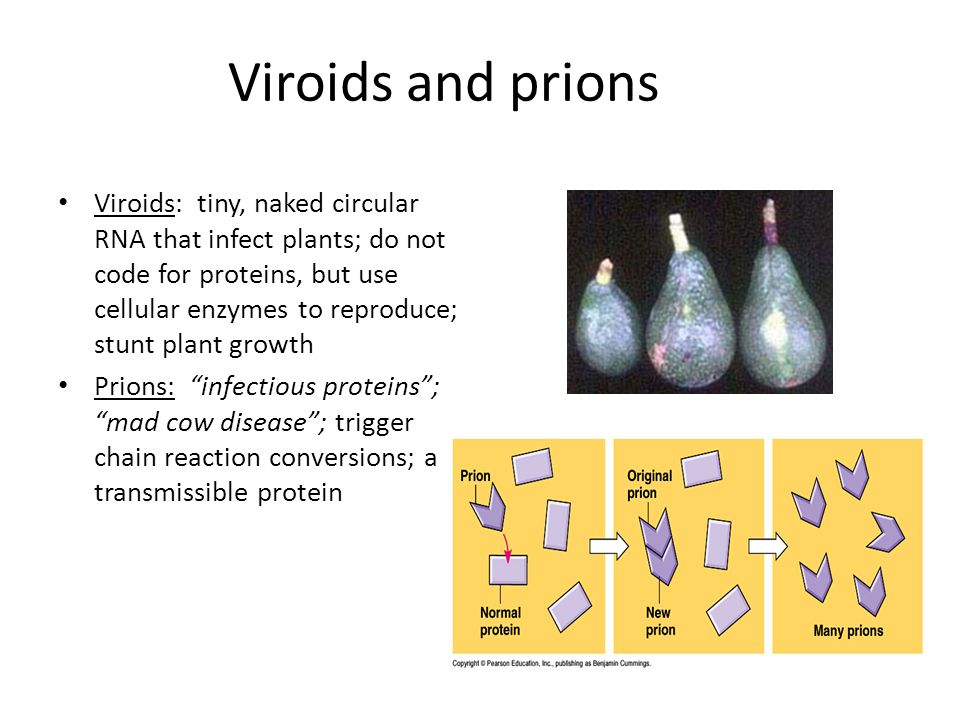 Viroids and prions