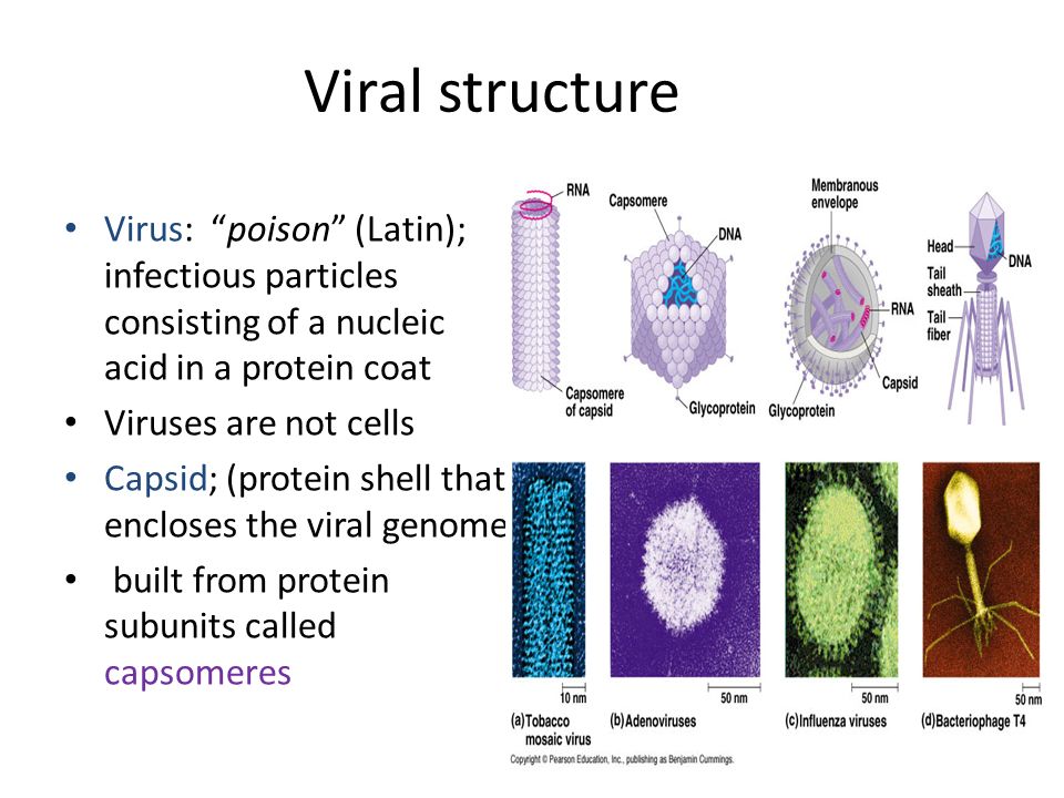 Viral structure Virus: poison (Latin); infectious particles consisting of a nucleic acid in a protein coat.