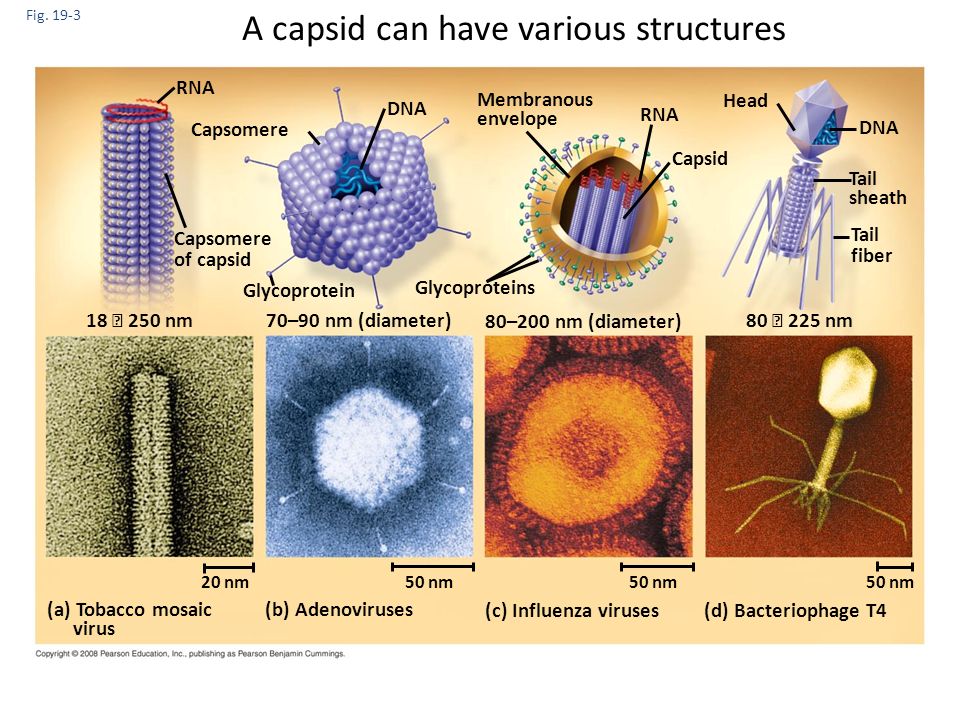 A capsid can have various structures