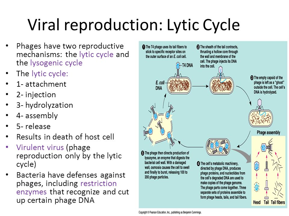 Viral reproduction: Lytic Cycle