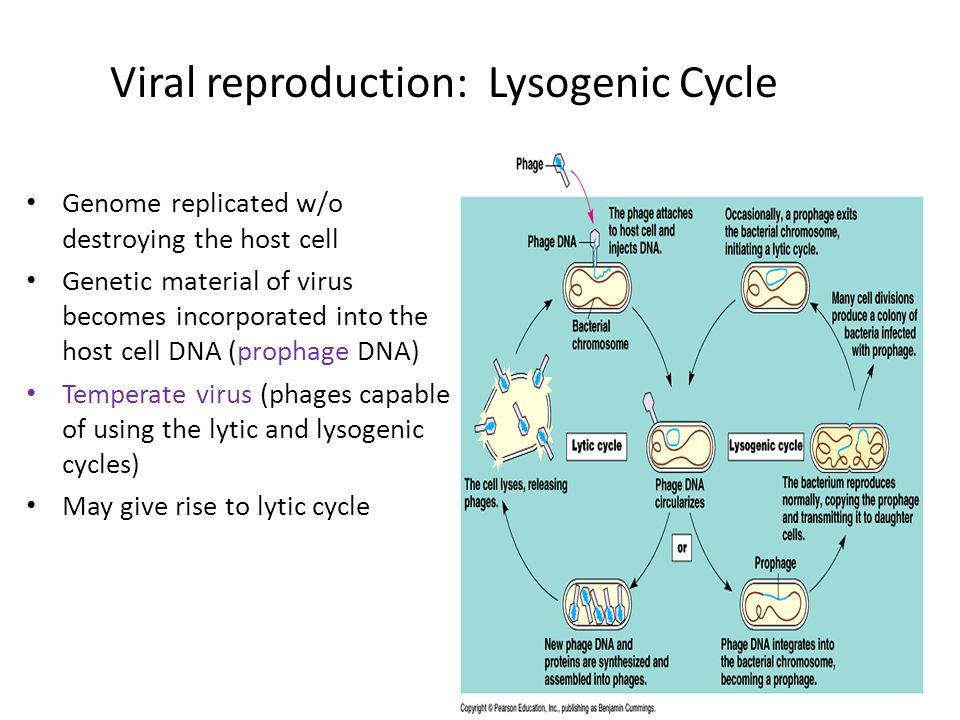 Viral reproduction: Lysogenic Cycle