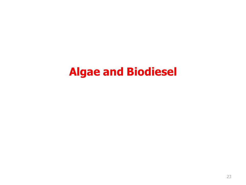 Algae and Biodiesel
