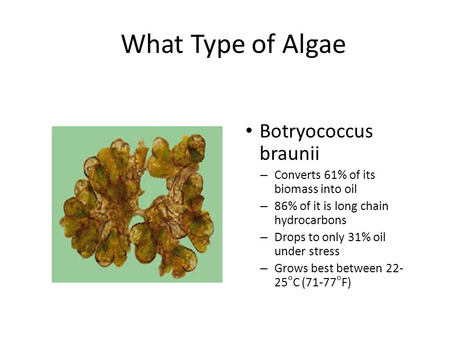 What Type of Algae Botryococcus braunii