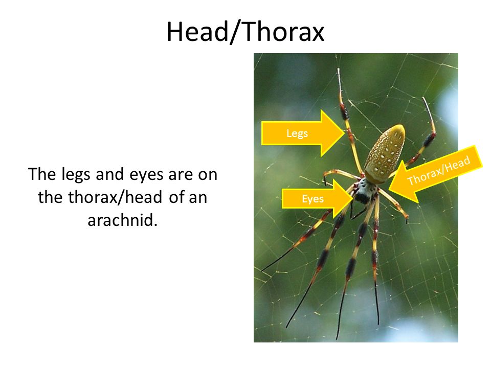 The legs and eyes are on the thorax/head of an arachnid.