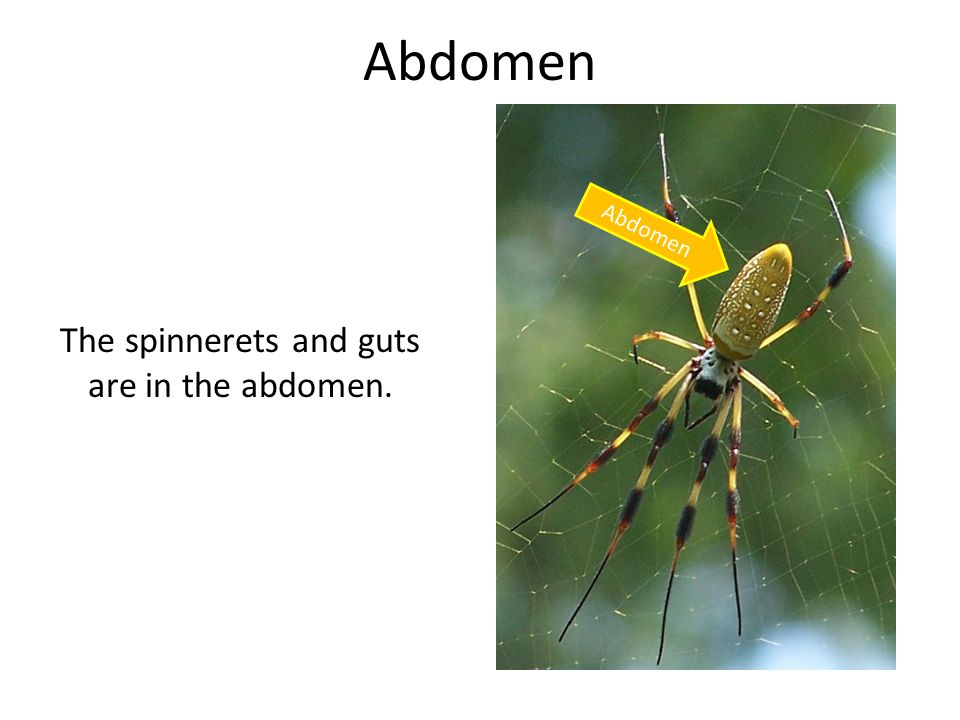 The spinnerets and guts are in the abdomen.