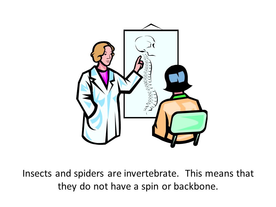 Insects and spiders are invertebrate