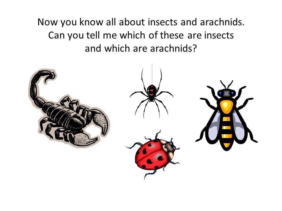 Now you know all about insects and arachnids