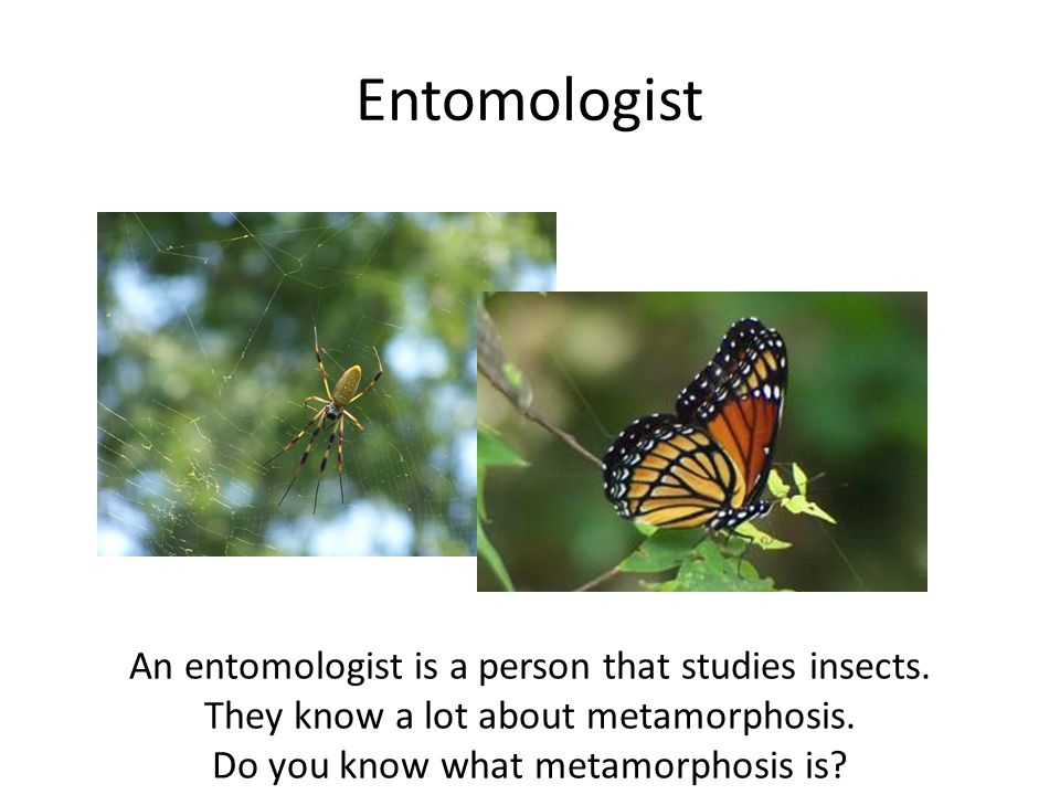 Entomologist An entomologist is a person that studies insects.