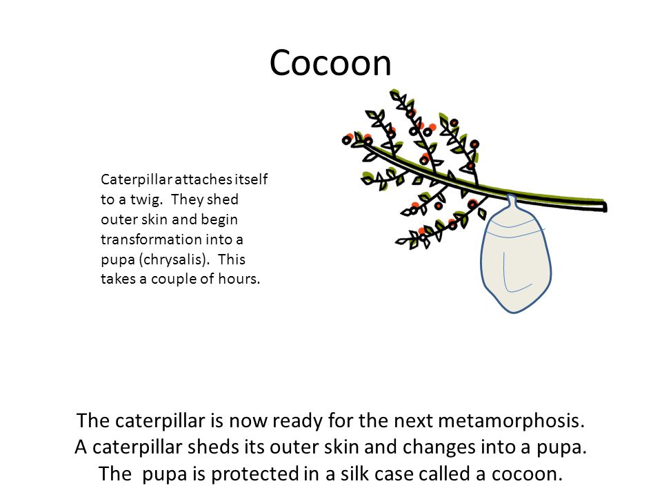 Cocoon The caterpillar is now ready for the next metamorphosis.