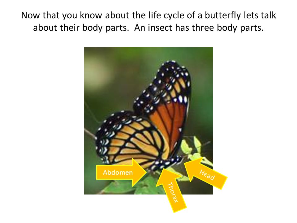 Now that you know about the life cycle of a butterfly lets talk about their body parts. An insect has three body parts.