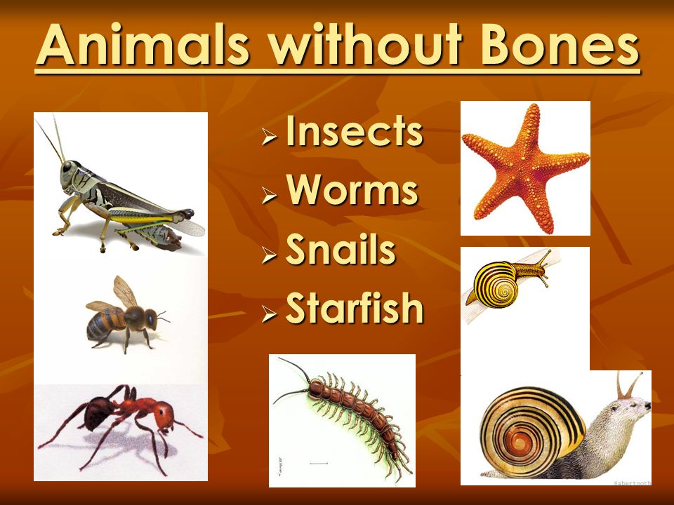 Animals Grow and Change by Denise Carroll - ppt video online download