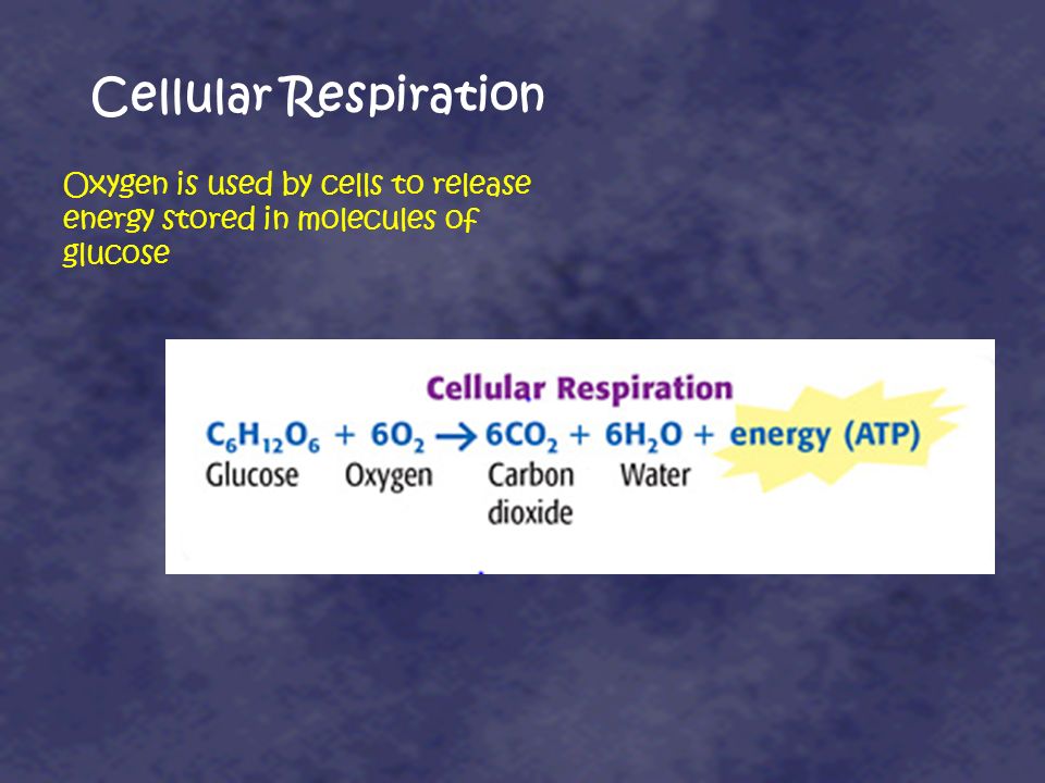 Cellular Respiration Oxygen is used by cells to release energy stored in molecules of glucose