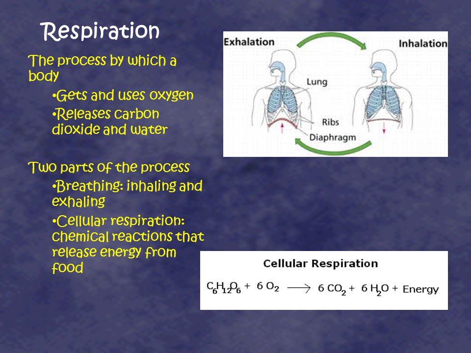 Respiration The process by which a body Gets and uses oxygen
