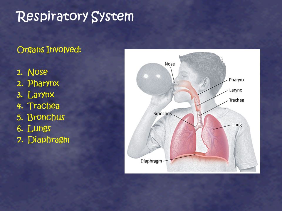 Respiratory System Organs Involved: Nose Pharynx Larynx Trachea
